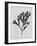 Fucus vesiculosus - Noir-Henry Bradbury-Framed Giclee Print