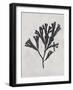 Fucus vesiculosus - Noir-Henry Bradbury-Framed Giclee Print