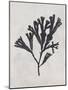 Fucus vesiculosus - Noir-Henry Bradbury-Mounted Giclee Print