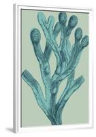 Fucus vesiculosus - Ocean-Maria Mendez-Framed Giclee Print