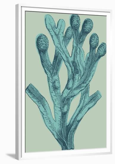 Fucus vesiculosus - Ocean-Maria Mendez-Framed Giclee Print