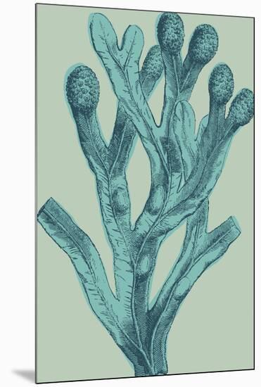 Fucus vesiculosus - Ocean-Maria Mendez-Mounted Giclee Print