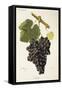 Fuella Grape-J. Troncy-Framed Stretched Canvas