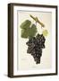 Fuella Grape-J. Troncy-Framed Giclee Print