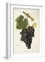 Fuella Grape-J. Troncy-Framed Giclee Print