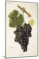 Fuella Grape-J. Troncy-Mounted Giclee Print