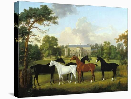 Fünf Rennpferde vor einem englischen Landhaus-null-Stretched Canvas