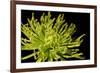 Fuji Mum I-Renee W. Stramel-Framed Art Print