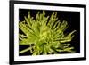 Fuji Mum I-Renee W. Stramel-Framed Art Print