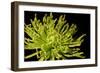 Fuji Mum I-Renee W. Stramel-Framed Art Print