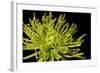 Fuji Mum I-Renee W. Stramel-Framed Art Print