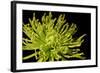 Fuji Mum I-Renee W. Stramel-Framed Art Print