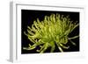 Fuji Mum II-Renee W. Stramel-Framed Art Print