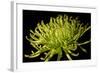 Fuji Mum II-Renee W. Stramel-Framed Art Print