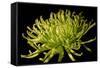 Fuji Mum II-Renee W. Stramel-Framed Stretched Canvas