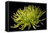 Fuji Mum II-Renee W. Stramel-Framed Stretched Canvas