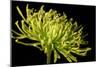 Fuji Mum III-Renee W^ Stramel-Mounted Photographic Print