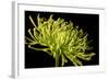 Fuji Mum III-Renee W^ Stramel-Framed Photographic Print