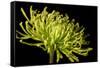 Fuji Mum III-Renee W^ Stramel-Framed Stretched Canvas