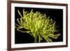 Fuji Mum III-Renee W^ Stramel-Framed Photographic Print