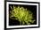 Fuji Mum III-Renee W^ Stramel-Framed Photographic Print