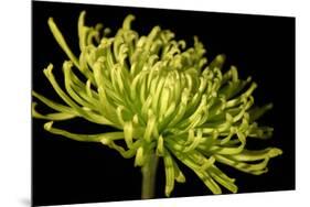 Fuji Mum III-Renee W^ Stramel-Mounted Photographic Print