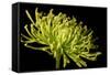 Fuji Mum III-Renee W^ Stramel-Framed Stretched Canvas