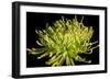 Fuji Mum IV-Renee W. Stramel-Framed Art Print