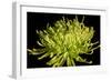 Fuji Mum IV-Renee W. Stramel-Framed Art Print