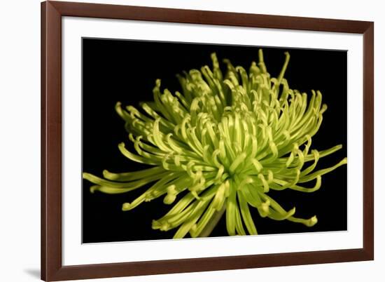 Fuji Mum IV-Renee W. Stramel-Framed Art Print