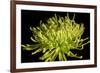 Fuji Mum IV-Renee W. Stramel-Framed Art Print