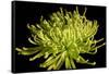 Fuji Mum IV-Renee W. Stramel-Framed Stretched Canvas