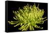 Fuji Mum IV-Renee W. Stramel-Framed Stretched Canvas