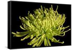 Fuji Mum IV-Renee W. Stramel-Framed Stretched Canvas