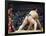 Fukuoka Sumo Competition, Kyushu Basho, Fukuoka City, Kyushu, Japan, Asia-Christian Kober-Framed Photographic Print