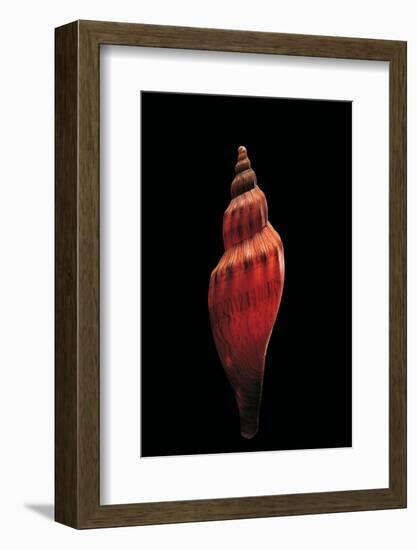 Fulgoria Concinna Corrugata-Paul Starosta-Framed Photographic Print