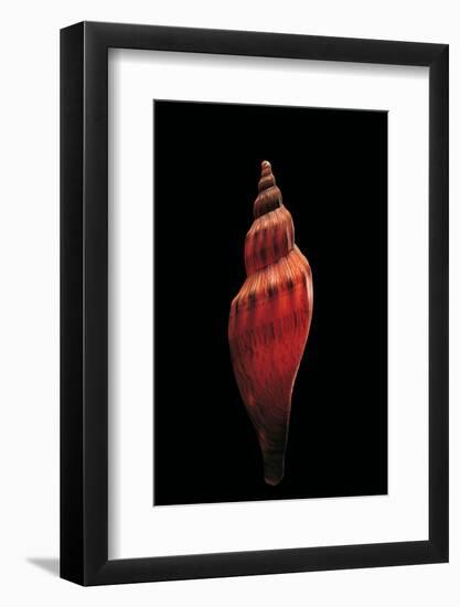 Fulgoria Concinna Corrugata-Paul Starosta-Framed Photographic Print