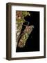 Fulgoroid Plant-Hopper, Yasuni NP, Amazon Rainforest, Ecuador-Pete Oxford-Framed Photographic Print