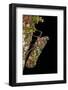 Fulgoroid Plant-Hopper, Yasuni NP, Amazon Rainforest, Ecuador-Pete Oxford-Framed Photographic Print