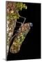 Fulgoroid Plant-Hopper, Yasuni NP, Amazon Rainforest, Ecuador-Pete Oxford-Mounted Photographic Print