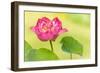 Full Bloom of a Perfect Japanese Lotus Nelumbo Elite Red Flower and Leaf-Anyka-Framed Art Print