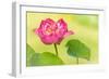 Full Bloom of a Perfect Japanese Lotus Nelumbo Elite Red Flower and Leaf-Anyka-Framed Art Print