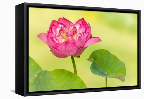 Full Bloom of a Perfect Japanese Lotus Nelumbo Elite Red Flower and Leaf-Anyka-Framed Stretched Canvas