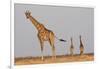 Full Body Portrait Of A Giraffe With Its Tail In The Air And Two Other Giraffe In The Distance-Karine Aigner-Framed Photographic Print