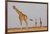 Full Body Portrait Of A Giraffe With Its Tail In The Air And Two Other Giraffe In The Distance-Karine Aigner-Framed Photographic Print