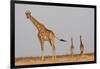 Full Body Portrait Of A Giraffe With Its Tail In The Air And Two Other Giraffe In The Distance-Karine Aigner-Framed Photographic Print