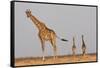 Full Body Portrait Of A Giraffe With Its Tail In The Air And Two Other Giraffe In The Distance-Karine Aigner-Framed Stretched Canvas