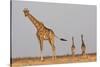 Full Body Portrait Of A Giraffe With Its Tail In The Air And Two Other Giraffe In The Distance-Karine Aigner-Stretched Canvas