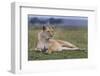 Full Body Portrait of a Lioness Lying on the Grass in the Masai Mara, Kenya-Karine Aigner-Framed Photographic Print