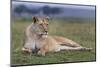 Full Body Portrait of a Lioness Lying on the Grass in the Masai Mara, Kenya-Karine Aigner-Mounted Photographic Print